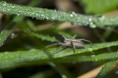 /album/pisauridae/pisaura-mirabilis-raw-jpg/